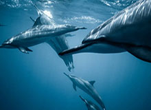 KAIYUN ET-山东鲁能女团全胜晋级四强 乒超第二阶段蓄势待发